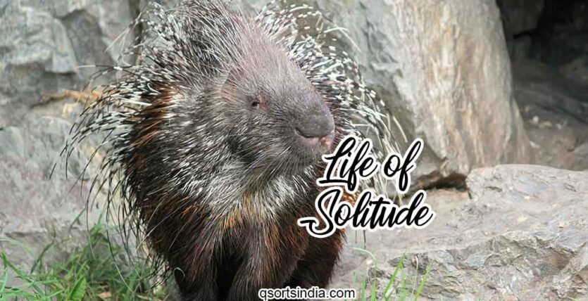 Can You Survive a Life of Solitude unlike the Porcupine?